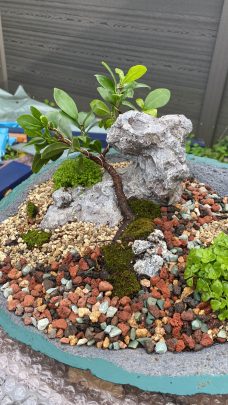 Bonsai mit Steinformationen und bunten Kieselsteinen in einer Schale.