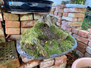 Bonsai-ähnlicher Wurzelstock mit Moos auf einer Steinplatte, umgeben von Ziegeln.
