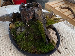 Naturdekoration aus Moos, Wurzeln und Steinen in schwarzem Behälter.